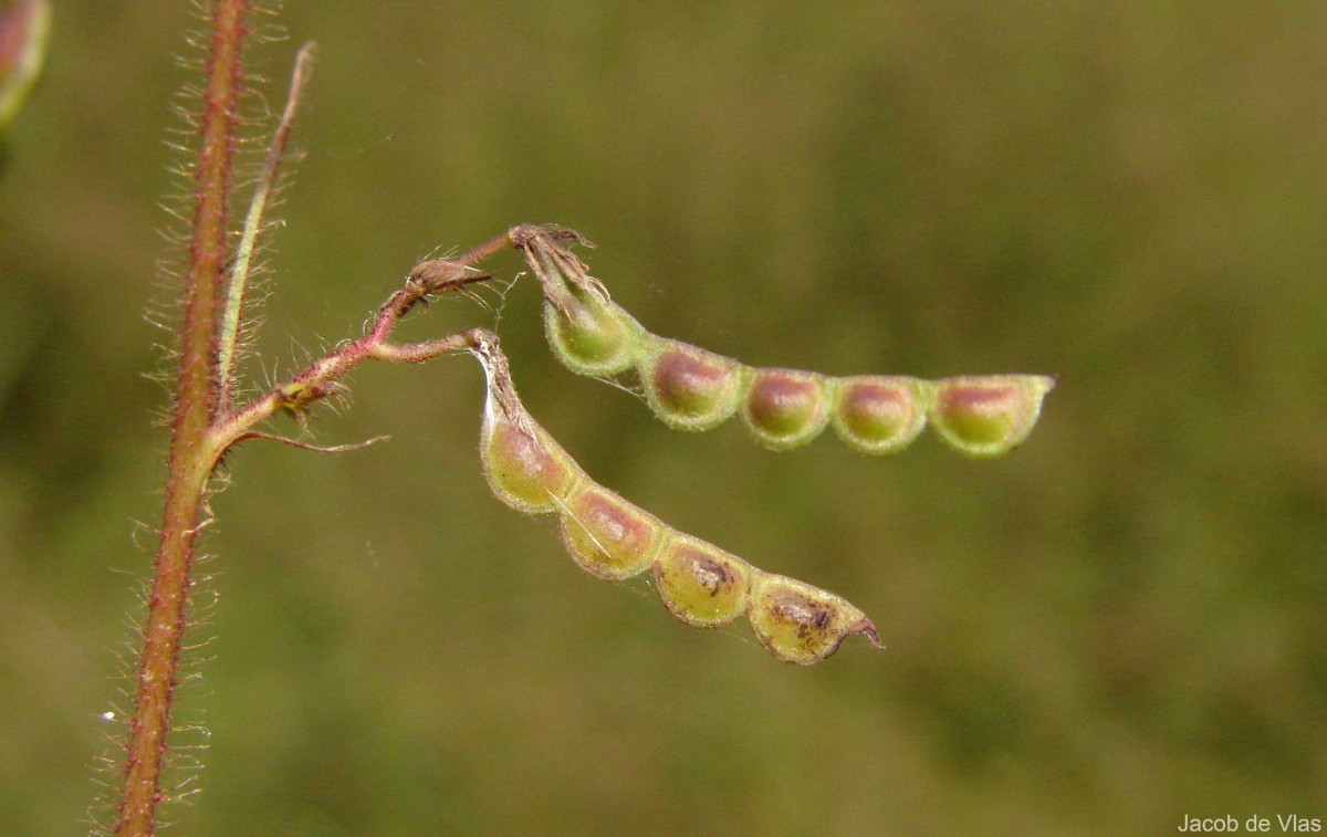 Aeschynomene americana L.